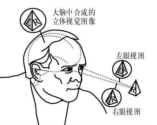 双眼的视差产生立体视觉的示意图